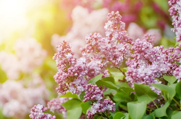 Ramo di fiori lilla — Foto Stock