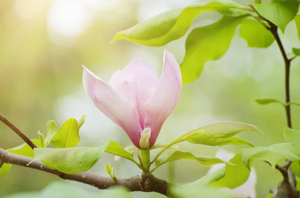 Magnolia flores da primavera — Fotografia de Stock