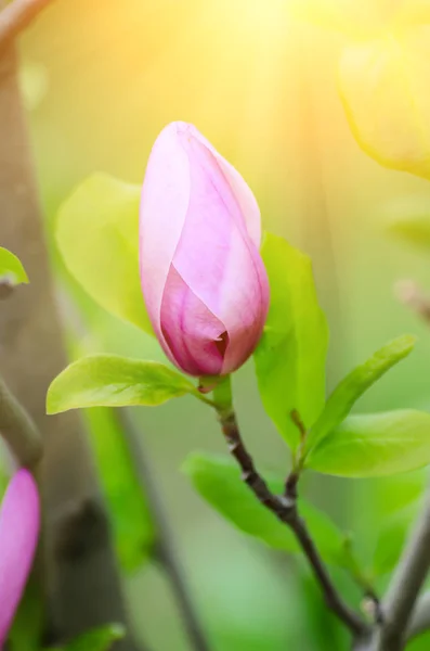 Magnolia bloemknop — Stockfoto