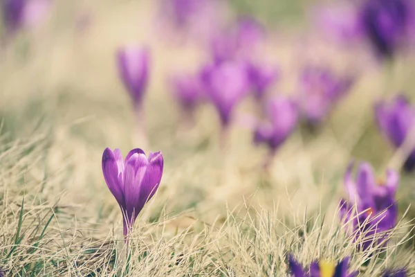 Jarní krokus květiny — Stock fotografie