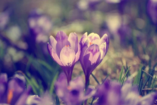 Bahar çiçeği. — Stok fotoğraf
