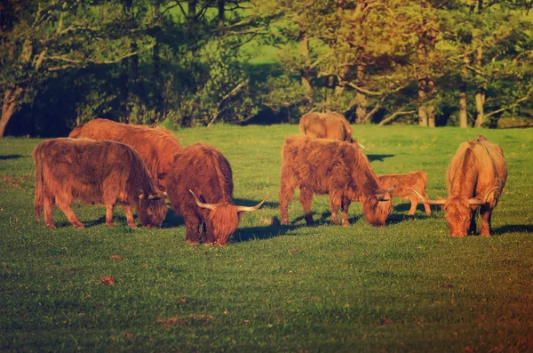 Scotland highland cows — Stock Photo, Image