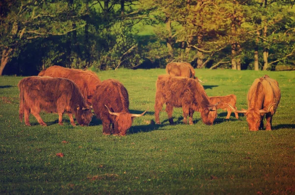 Ecosse vaches des hautes terres — Photo