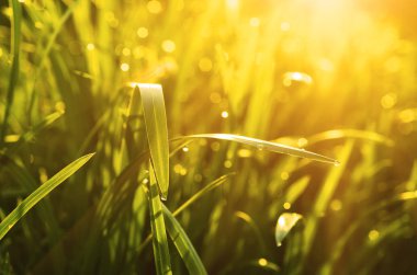 Doğal soyut güneşli arkaplan