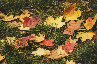 sonbahar yaprakları arka plan