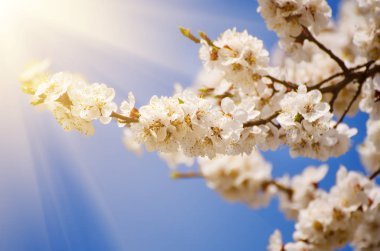 Kayısı ağacı çiçekleri