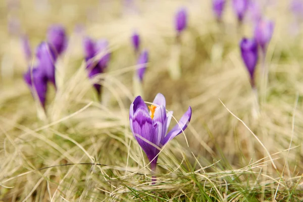 Spring crocus flower — Stock Photo, Image