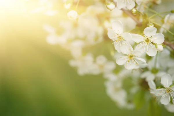 Cornice fiori di ciliegio — Foto Stock