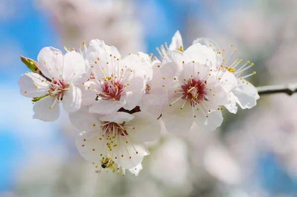 Apricot tree blossoms — Stock Photo, Image