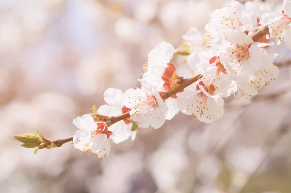 Fiori di albicocca — Foto Stock