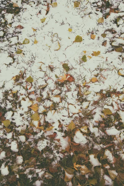 紅葉と雪 — ストック写真