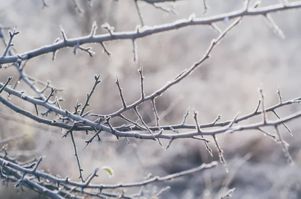 Frozen bush branch — Stock Photo, Image