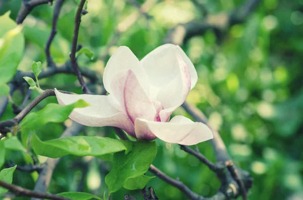 Magnolia wiosenne kwiaty — Zdjęcie stockowe