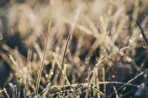 Frysta äng gräs — Stockfoto