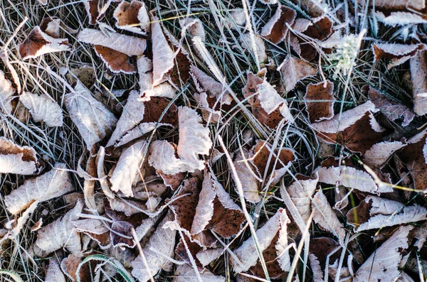 Foglie secche congelate — Foto Stock