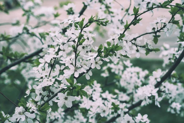 Cherry spring flowers — Stock Photo, Image