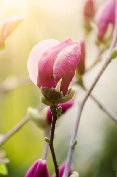 Gemme di fiori di Magnolia — Foto Stock