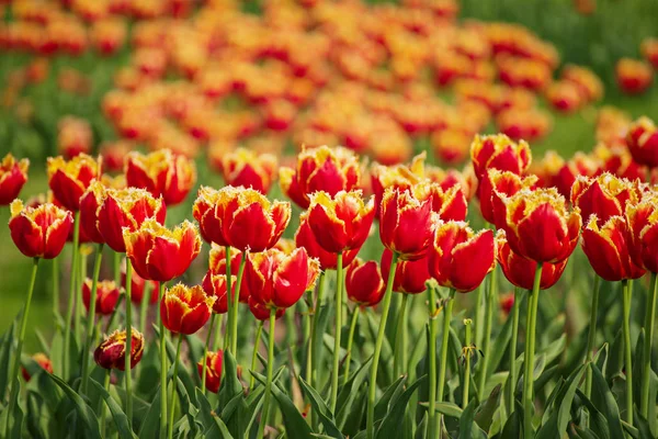 Flores de tulipán naranja — Foto de Stock