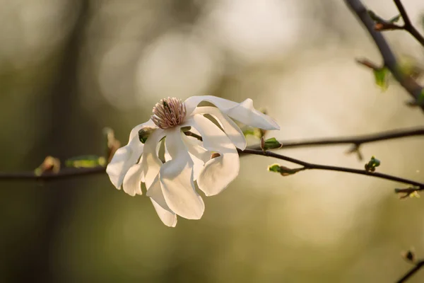 Magnolia wiosenne kwiaty — Zdjęcie stockowe