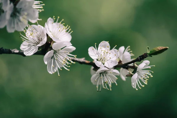 Sárgabarackfa virágai — Stock Fotó