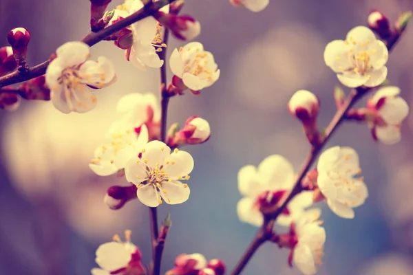 Aprikoosipuun kukat — kuvapankkivalokuva