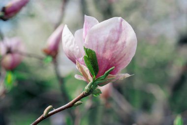 Magnolia bahar çiçekleri