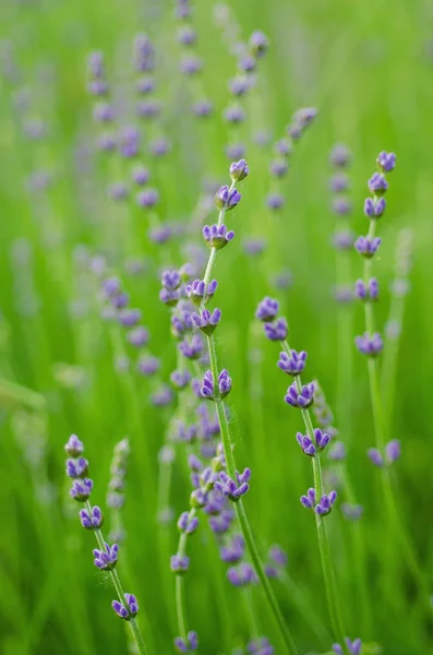 Lavanda hermosas flores — Foto de Stock