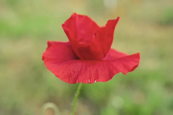 Kırmızı bahar gelinciği — Stok fotoğraf