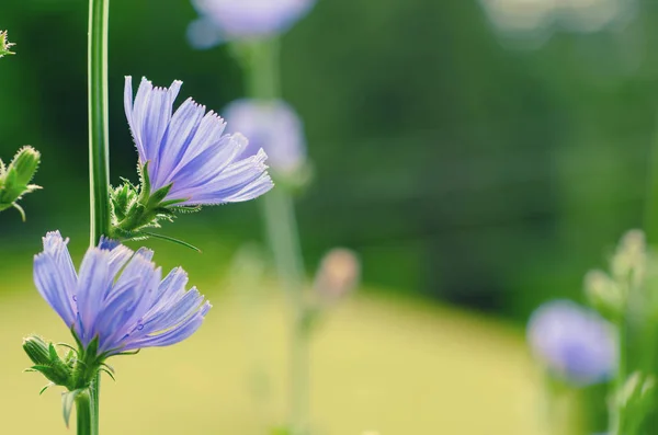 Chicory květina v přírodě — Stock fotografie