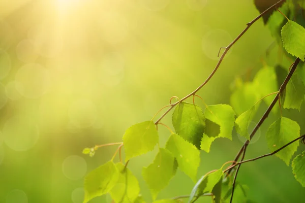 Slunečné zelené listy — Stock fotografie
