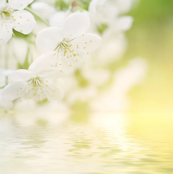Kiraz çiçekleri çerçevesi — Stok fotoğraf