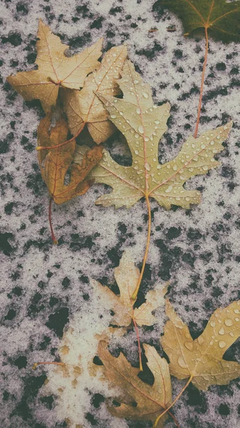 Autumn leaves and snow — Stock Photo, Image