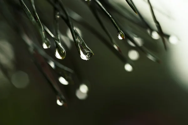 湿的松树 — 图库照片