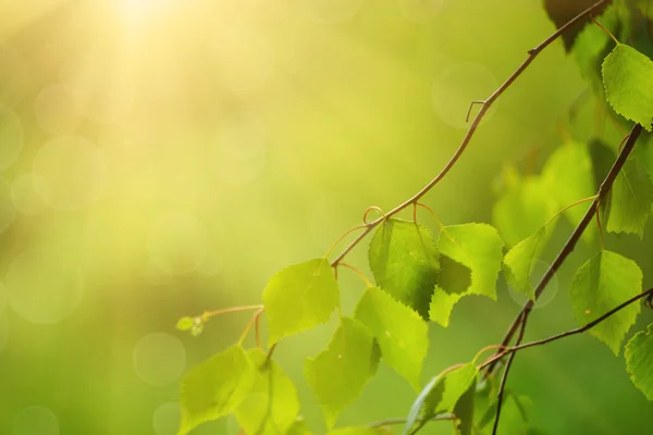 Sunny green leaves — Stock Photo, Image