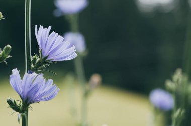 Doğadaki hindiba çiçeği