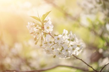 Kiraz çiçekleri çerçevesi