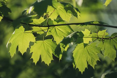 Akçaağaç arkaplanı terk eder
