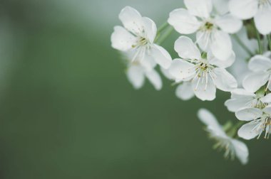 Kiraz çiçekleri çerçevesi