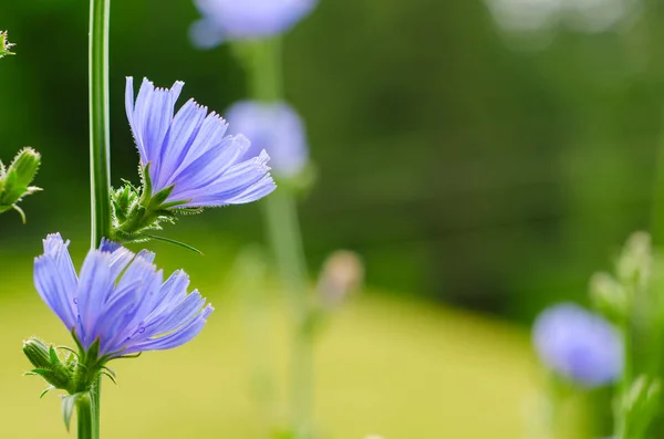 Flor de achicoria en la naturaleza — Foto de Stock