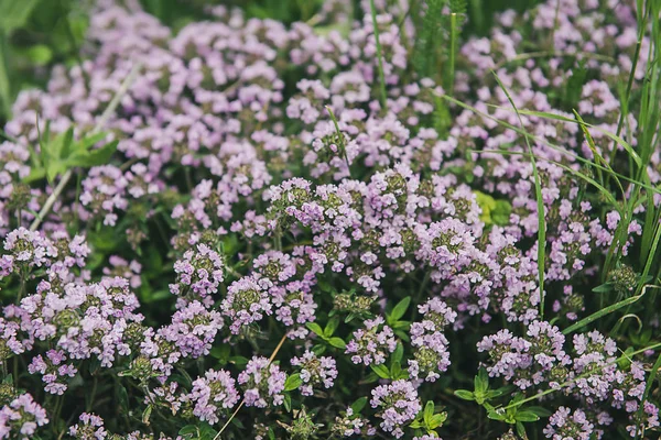 Thymus with flowers — Stock Photo, Image