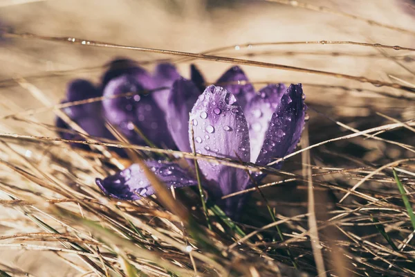 Fiore di croco primaverile — Foto Stock