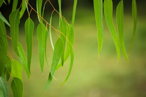 Feuilles vertes d'eucalyptus — Photo