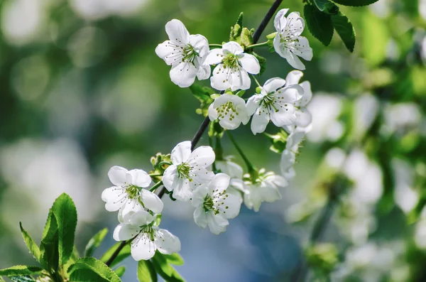 Moldura de flores de cereja — Fotografia de Stock