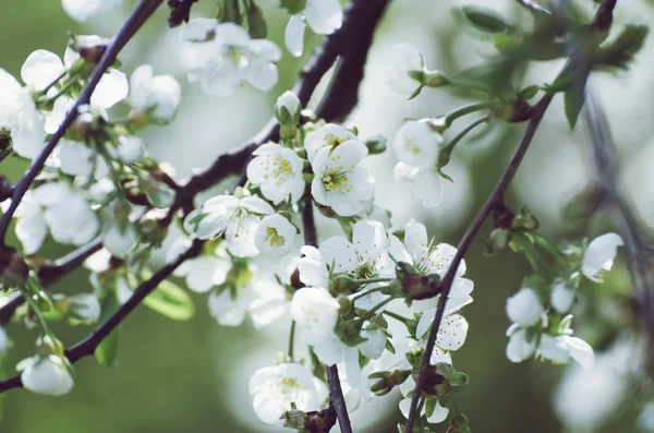 Marco de flores de cereza — Foto de Stock