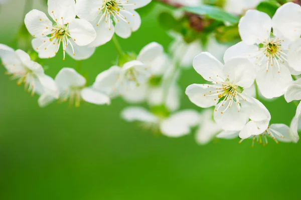 桜のフレーム — ストック写真