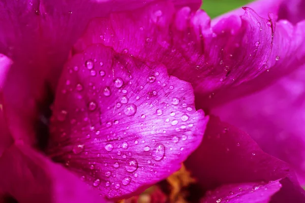 Peony flower background — Stock Photo, Image