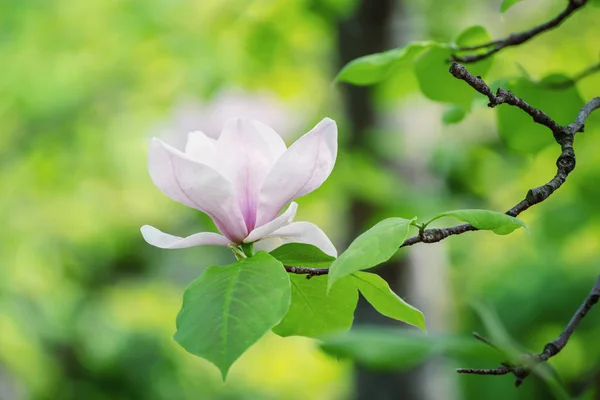 Magnolia lentebloemen — Stockfoto