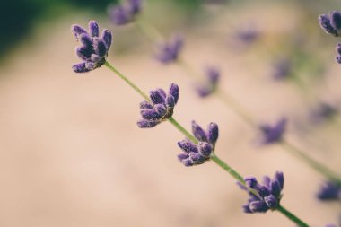 Lavanta güzel çiçekler.