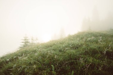 Sisli sabah manzarası