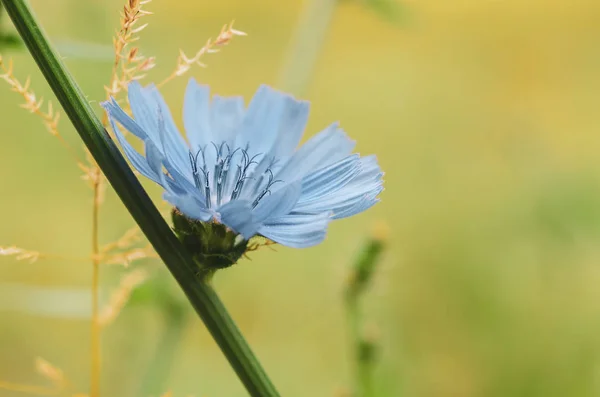 Flor de achicoria en la naturaleza —  Fotos de Stock